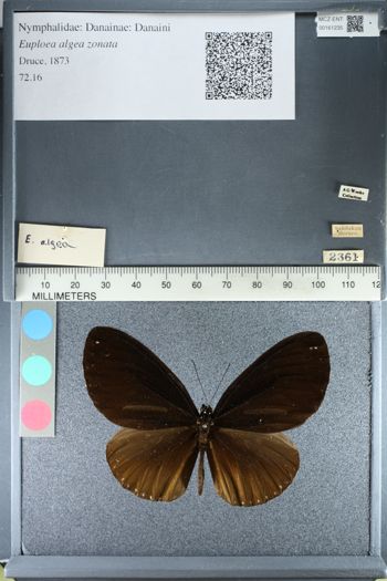Media type: image;   Entomology 161235